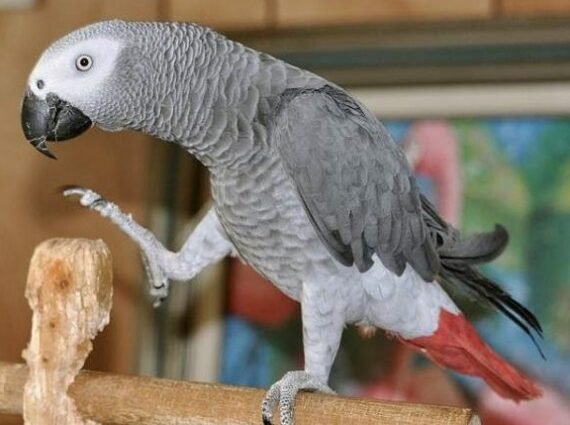 Buy Congo African grey parrot Online