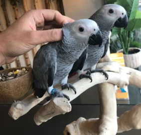 hand reared baby african grey parrots for sale 5f99c9eddb23a 1