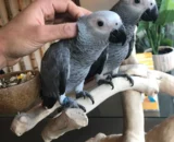 hand reared baby african grey parrots for sale 5f99c9eddb23a