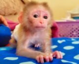 Buy monkey online